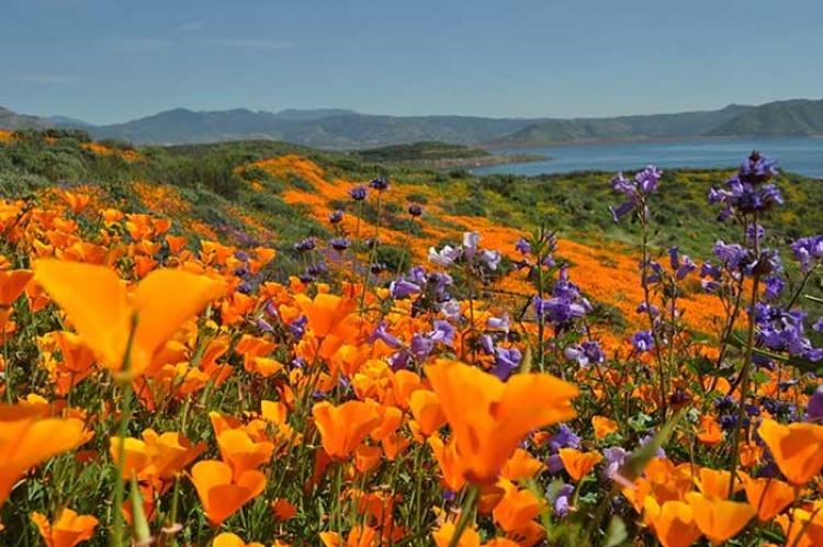 DAILY // DEATH VALLEY SUPER BLOOM // SLASH-ZINE